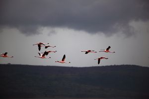 Flamingos Flying Over Lake Nakuru